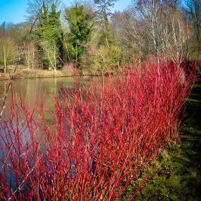 Isanti Red Twig Dogwood